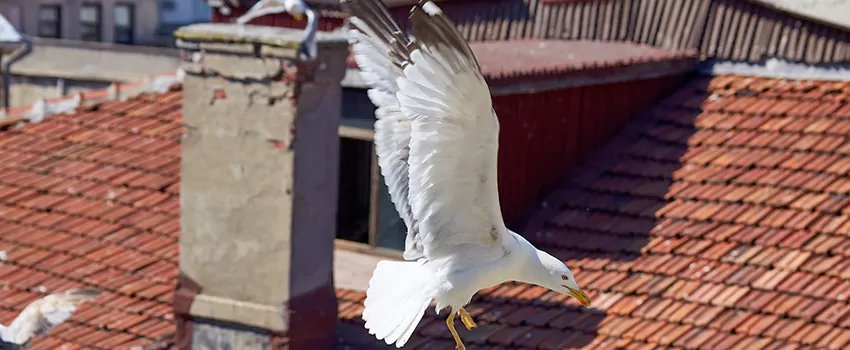 Residential Chimney Animal Removal Solution in Idaho Falls, ID
